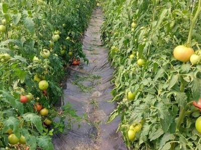 Plastenička proizvodnja Admira Zahirovića