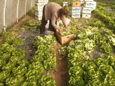 Plastenička proizvodnja Admira Zahirovića