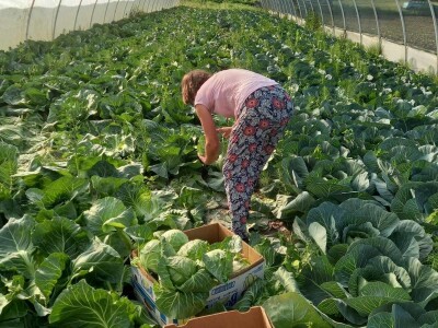 Plastenička proizvodnja Admira Zahirovića