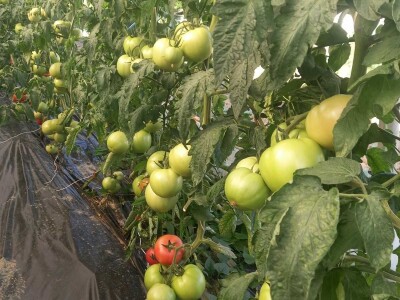 Plastenička proizvodnja Admira Zahirovića