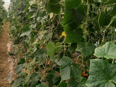 Plastenička proizvodnja Admira Zahirovića