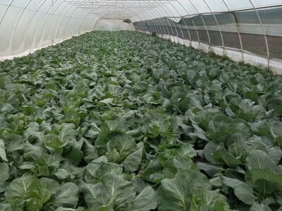 Plastenička proizvodnja Admira Zahirovića