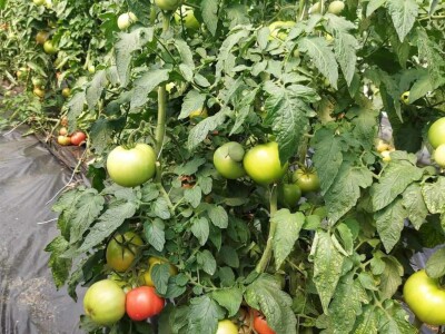 Plastenička proizvodnja Admira Zahirovića