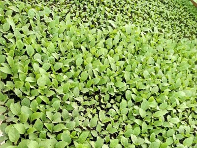 Plastenička proizvodnja Admira Zahirovića