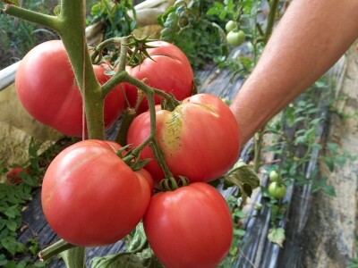 Plastenička proizvodnja Admira Zahirovića