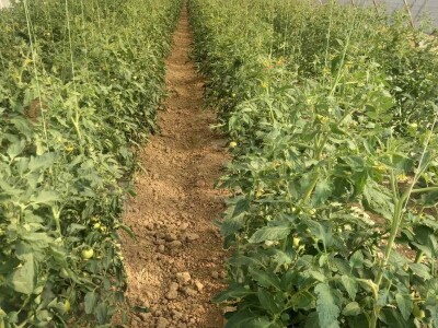 Plastenička proizvodnja Admira Zahirovića