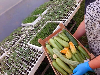 Plastenička proizvodnja "Hasan" Plastenička proizvodnja "Hasan"