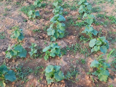 Plastenička proizvodnja povrća