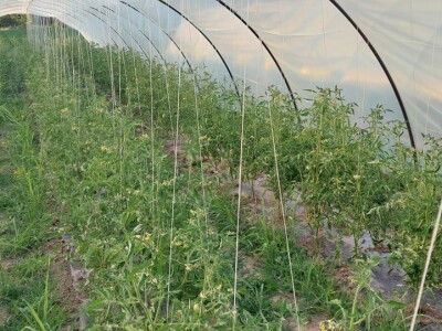 Plastenička proizvodnja povrća