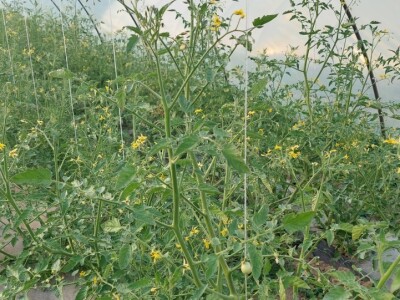 Plastenička proizvodnja povrća