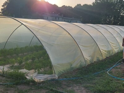 Plastenička proizvodnja povrća