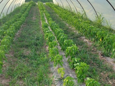 Plastenička proizvodnja povrća