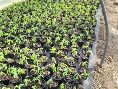 plastenička proizvodnja Senka Milić - Zec