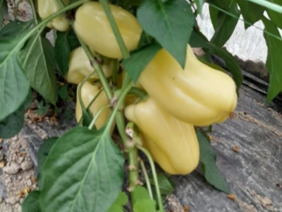 plastenička proizvodnja Senka Milić - Zec