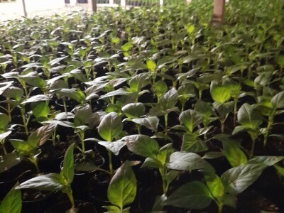 plastenička proizvodnja Senka Milić - Zec