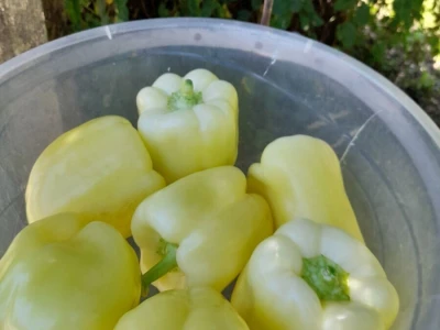 plastenička proizvodnja Senka Milić - Zec