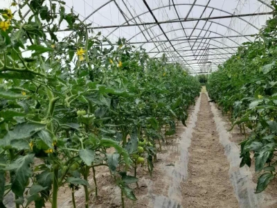 plastenička proizvodnja Senka Milić - Zec