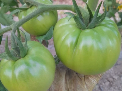 plastenička proizvodnja Senka Milić - Zec
