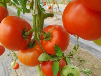 plastenička proizvodnja Senka Milić - Zec