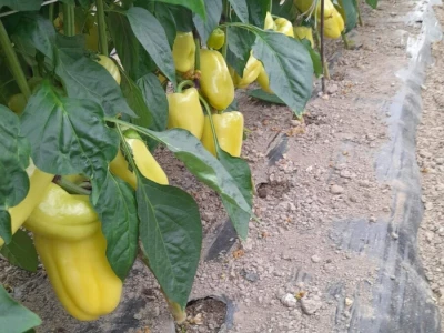 plastenička proizvodnja Senka Milić - Zec