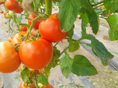 plastenička proizvodnja Senka Milić - Zec