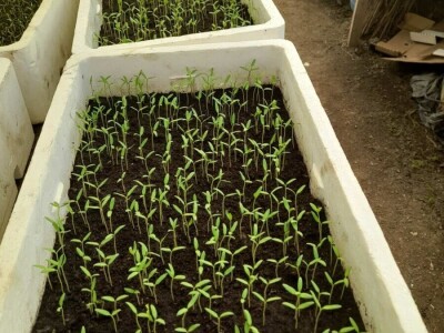 plastenička proizvodnja Senka Milić - Zec