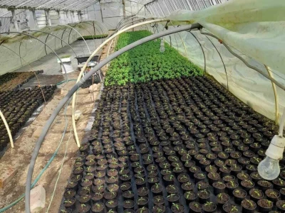 plastenička proizvodnja Senka Milić - Zec