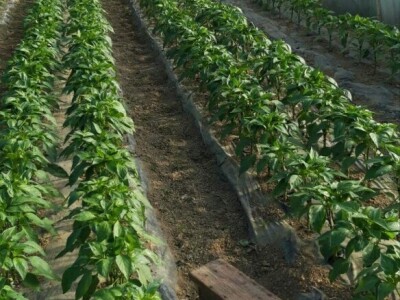 plastenička proizvodnja Senka Milić - Zec