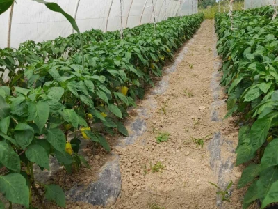 plastenička proizvodnja Senka Milić - Zec