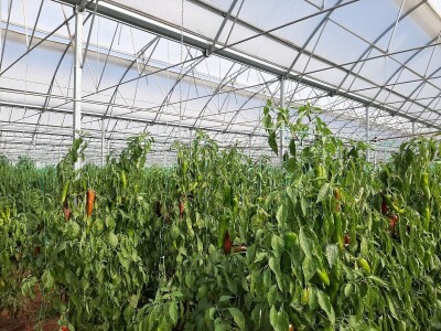 Plastenička proizvodnja u regiji Antalije Plastenička proizvodnja u regiji Antalije