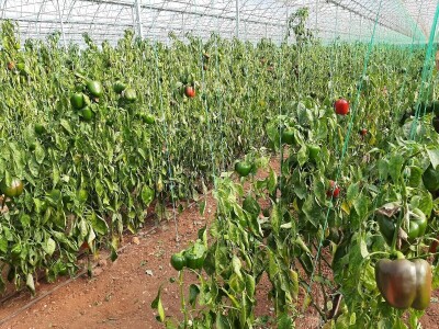 Plastenička proizvodnja u regiji Antalije Plastenička proizvodnja u regiji Antalije