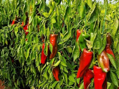 Plastenička proizvodnja u regiji Antalije Plastenička proizvodnja u regiji Antalije