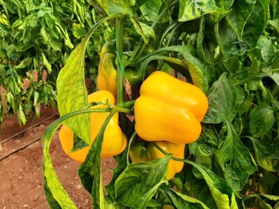 Plastenička proizvodnja u regiji Antalije Plastenička proizvodnja u regiji Antalije