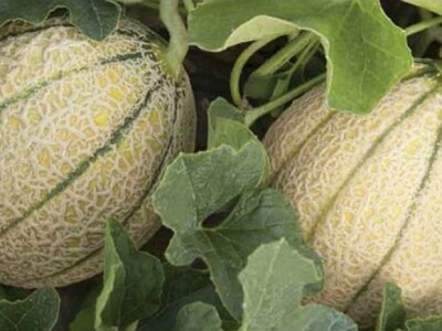 Plastenički uzgoj dinja