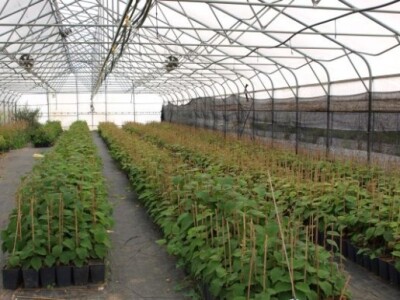 Proizvodnja u stakleniku