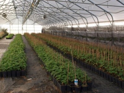 Proizvodnja u stakleniku