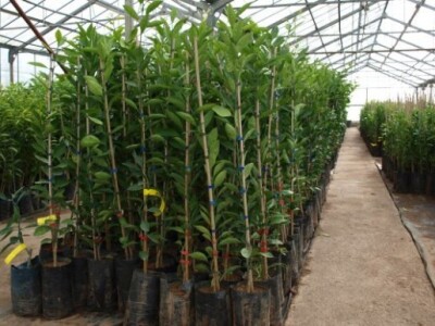 Proizvodnja u stakleniku