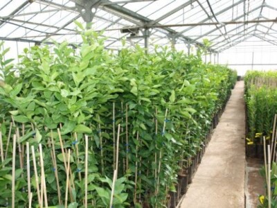 Proizvodnja u stakleniku