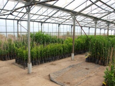 Proizvodnja u stakleniku