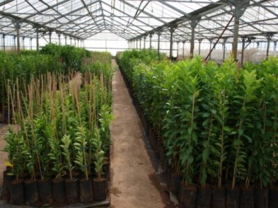 Proizvodnja u stakleniku