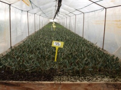 Plastenička proizvodnja