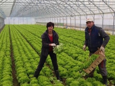 Svakodnevni rad u plasteniku