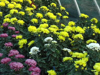 Plastenik cveća porodice Pavlović iz Platičeva Plastenik cveća porodice Pavlović iz Platičeva