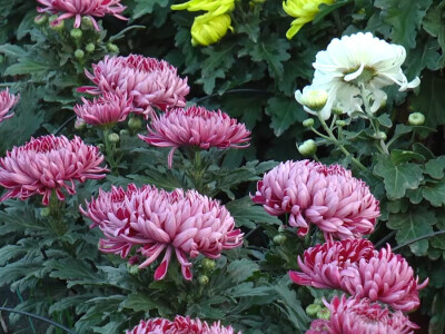 Plastenik cveća porodice Pavlović iz Platičeva Plastenik cveća porodice Pavlović iz Platičeva