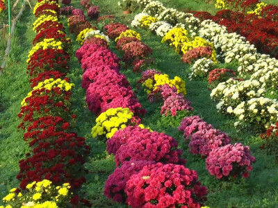 Plastenik cveća porodice Pavlović iz Platičeva Plastenik cveća porodice Pavlović iz Platičeva