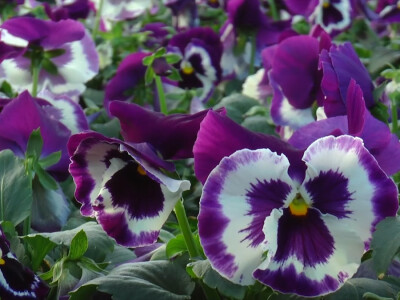 Plastenik cveća porodice Pavlović iz Platičeva Plastenik cveća porodice Pavlović iz Platičeva