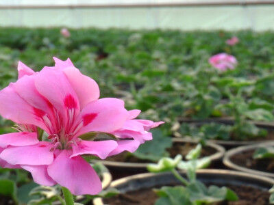 Plastenik cveća porodice Pavlović iz Platičeva Plastenik cveća porodice Pavlović iz Platičeva