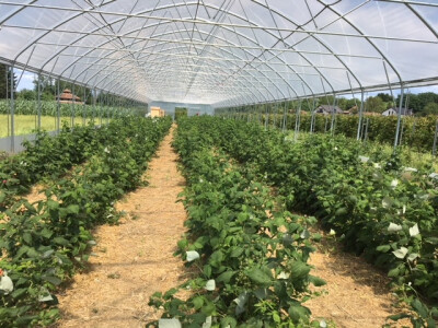 U njemu raste 1200 grmova malina mjesečaki