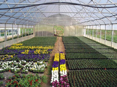 Cvjećarstvo Hadžić Cvjećarstvo Hadžić