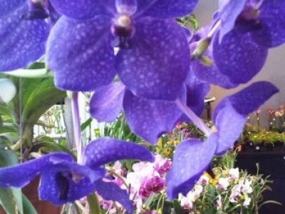 Za sajam cvijeća Ortogiardino interesa ne nedostaje